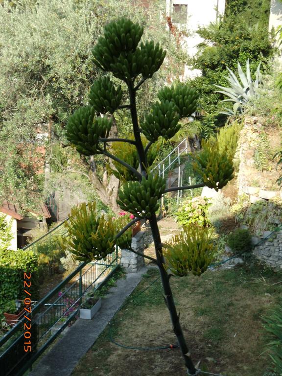 Valsolda Villa Bianca מראה חיצוני תמונה